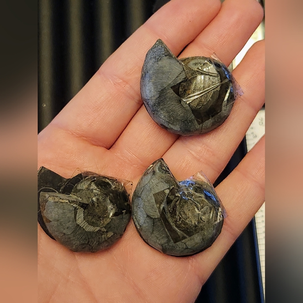 Black Split Ammonite Shell Fossil. Crystal Collector. - Picture 4 of 5